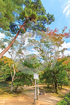 Autumn Japanese garden with maple in Kyoto