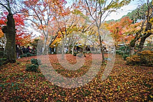 Autumn Japanese Garden with Maple Leaves on the Moss Ground, at Enkoji Temple, Kyoto, Japan