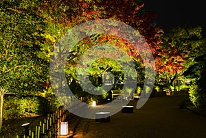 Autumn Japanese garden with maple trees light-up at night in Okayama, Japan