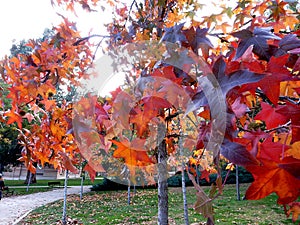 Autumn japanese maple with red orange yellow leaves on the blurred background of the park, selective focus