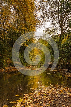 Autumn in Jesmond Dene vertical