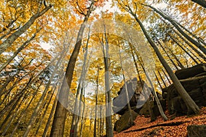 Autumn in Jizera mountains, Jizerskohorske buciny, UNESCO site