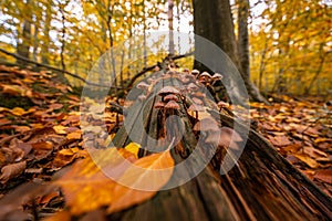 Autumn in Jizera mountains, Jizerskohorske buciny, UNESCO site