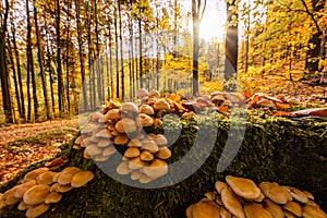 Autumn in Jizera mountains, Jizerskohorske buciny, UNESCO site