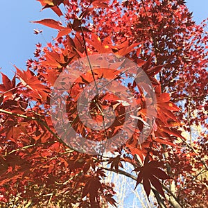 Autumn in south korea 1