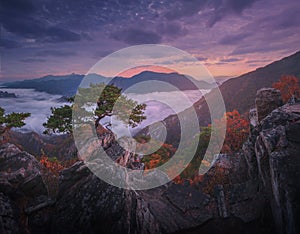 Autumn in Korea, Pine trees towering on the rocks atop Jebibong. In the morning, a sea of mist flows through the river in the