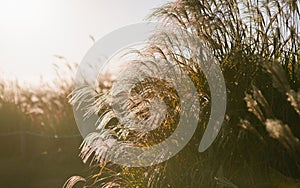 Autumn in Korea: Reeds symbolize the change of seasons silhouette