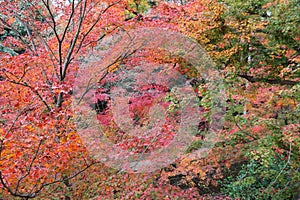 Autumn in Kyoto