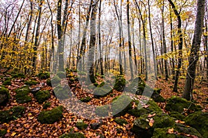 Autumn in La Fageda D En Jorda Forest, La Garrotxa, Spain