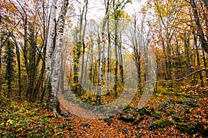 Autumn in La Fageda D En Jorda Forest, La Garrotxa, Spain