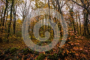 Autumn in La Fageda D En Jorda Forest, La Garrotxa, Spain