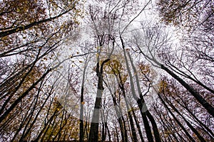 Autumn in La Fageda D En Jorda Forest, La Garrotxa, Spain