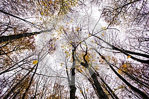 Autumn in La Fageda D En Jorda Forest, La Garrotxa, Spain