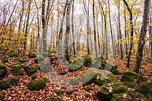 Autumn in La Fageda D En Jorda Forest, La Garrotxa, Spain