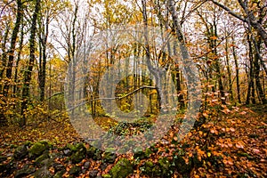 Autumn in La Fageda D En Jorda Forest, La Garrotxa, Spain