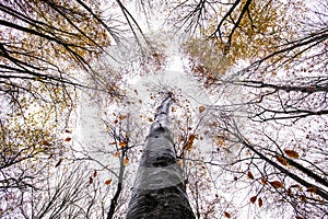 Autumn in La Fageda D En Jorda Forest, La Garrotxa, Spain