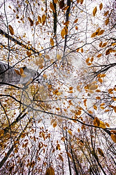 Autumn in La Fageda D En Jorda Forest, La Garrotxa, Spain