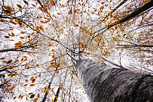 Autumn in La Fageda D En Jorda Forest, La Garrotxa, Spain