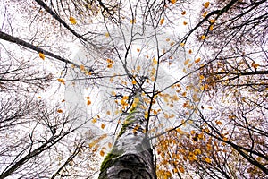 Autumn in La Fageda D En Jorda Forest, La Garrotxa, Spain