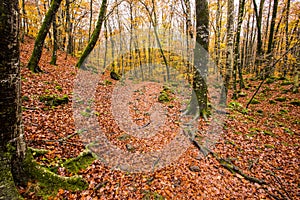 Autumn in La Fageda D En Jorda Forest, La Garrotxa, Spain