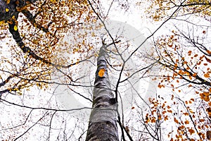 Autumn in La Fageda D En Jorda Forest, La Garrotxa, Spain