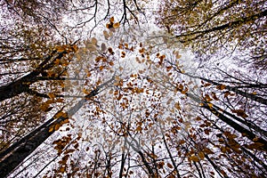 Autumn in La Fageda D En Jorda Forest, La Garrotxa, Spain