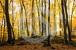 Autumn in La Fageda D En Jorda Forest, La Garrotxa, Spain