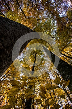 Autumn in La Fageda D En Jorda Forest, La Garrotxa, Spain