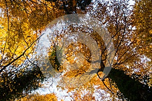 Autumn in La Fageda D En Jorda Forest, La Garrotxa, Spain