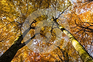 Autumn in La Fageda D En Jorda Forest, La Garrotxa, Spain