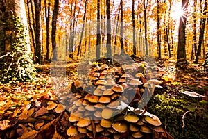 Autumn in La Fageda D En Jorda Forest, La Garrotxa, Spain