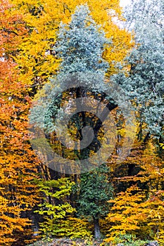 Autumn in La Fageda D En Jorda Forest, La Garrotxa, Spain