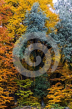 Autumn in La Fageda D En Jorda Forest, La Garrotxa, Spain