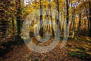 Autumn in La Fageda D En Jorda Forest, La Garrotxa, Spain