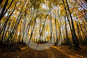 Autumn in La Fageda D En Jorda Forest, La Garrotxa, Spain