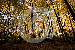 Autumn in La Fageda D En Jorda Forest, La Garrotxa, Spain