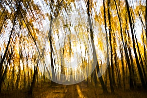 Autumn in La Fageda D En Jorda Forest, La Garrotxa, Spain