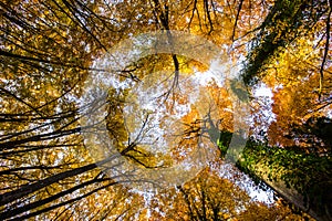 Autumn in La Fageda D En Jorda Forest, La Garrotxa, Spain