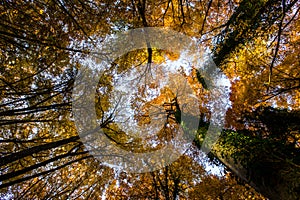 Autumn in La Fageda D En Jorda Forest, La Garrotxa, Spain