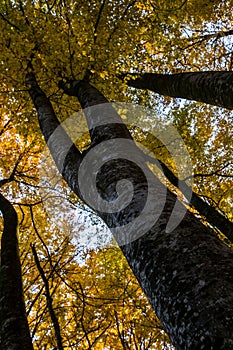 Autumn in La Fageda D En Jorda Forest, La Garrotxa, Spain