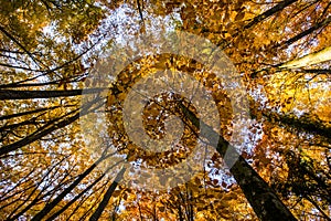 Autumn in La Fageda D En Jorda Forest, La Garrotxa, Spain