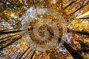 Autumn in La Fageda D En Jorda Forest, La Garrotxa, Spain