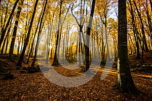 Autumn in La Fageda D En Jorda Forest, La Garrotxa, Spain