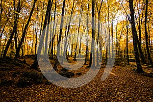 Autumn in La Fageda D En Jorda Forest, La Garrotxa, Spain