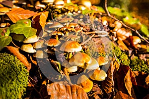 Autumn in La Fageda D En Jorda Forest, La Garrotxa, Spain