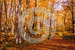 Autumn in La Fageda D En Jorda Forest, La Garrotxa, Spain