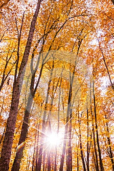 Autumn in La Fageda D En Jorda Forest, La Garrotxa, Spain