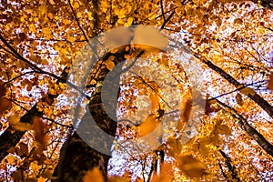 Autumn in La Fageda D En Jorda Forest, La Garrotxa, Spain