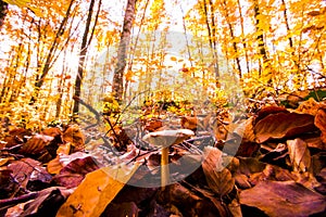 Autumn in La Fageda D En Jorda Forest, La Garrotxa, Spain