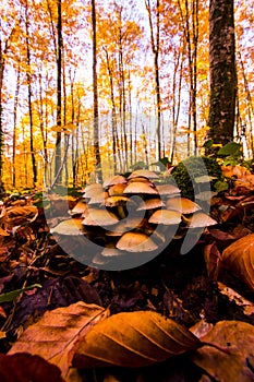 Autumn in La Fageda D En Jorda Forest, La Garrotxa, Spain